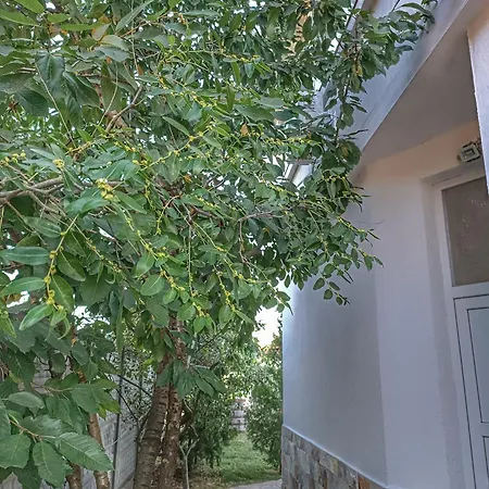 боровата къща * Varna